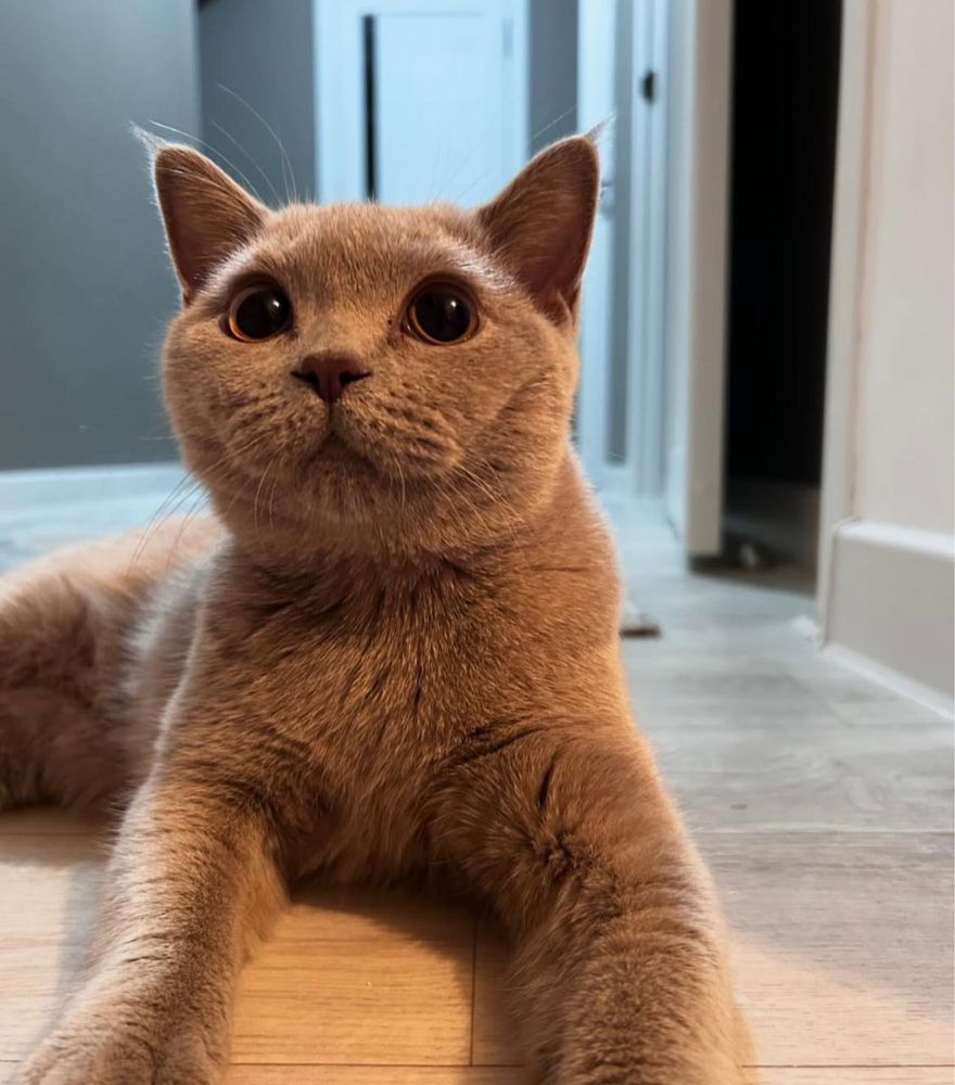 Кот породистыыый