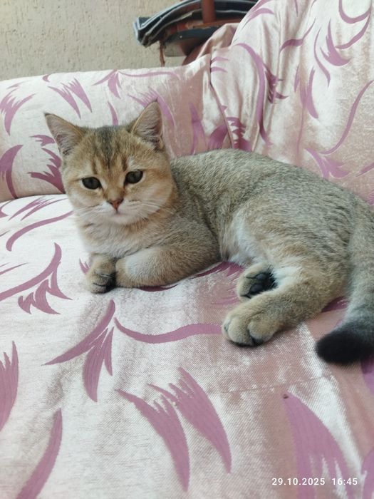 Срочно продается шотландский котенок золотая шиншилла