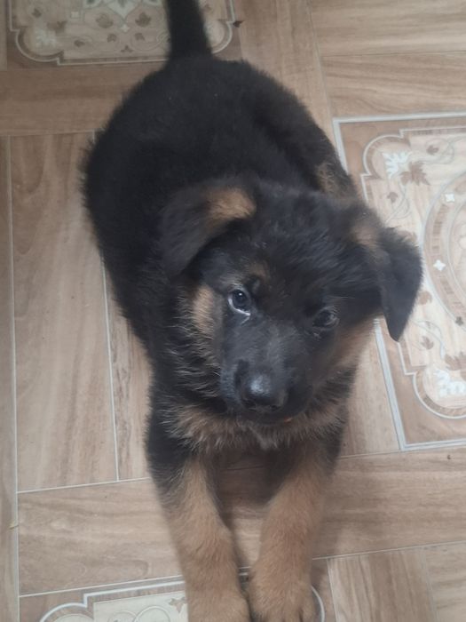 Щенок чистокровных кровей немецкой овчарки