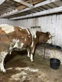 Vand vaca bălțată gestantă in 8 luni