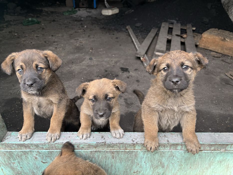 Отдам добрые руки пять пацана одна девочка