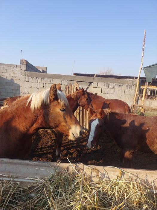 Бокилган тойлар гуштга