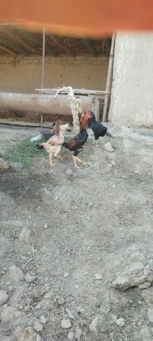 SOTILADI  Uy sharoit boqilgan