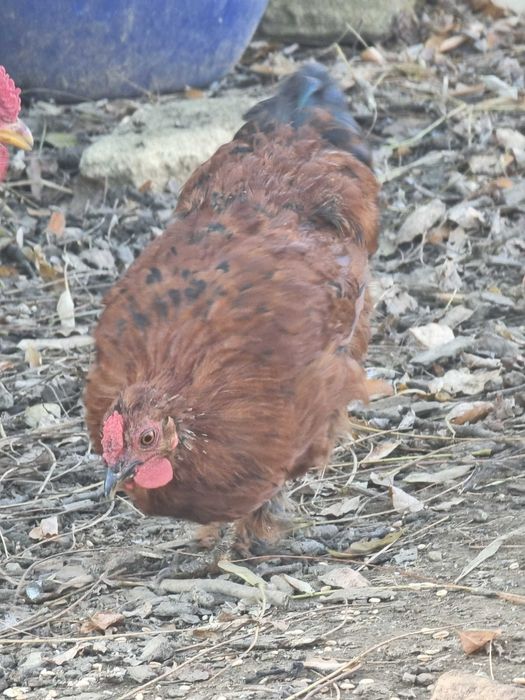 Vand sau schimb cocosi din anul asta