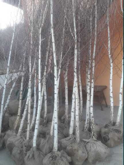 Mesteacan Alb Betula