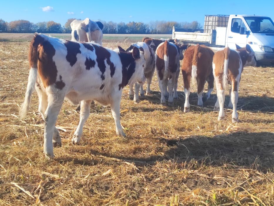 Vând vaci și vitele