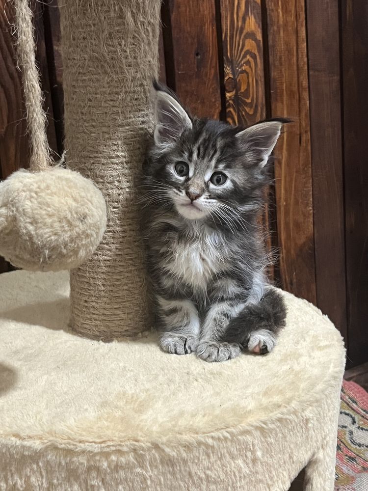 Котята мейнкуну крупные