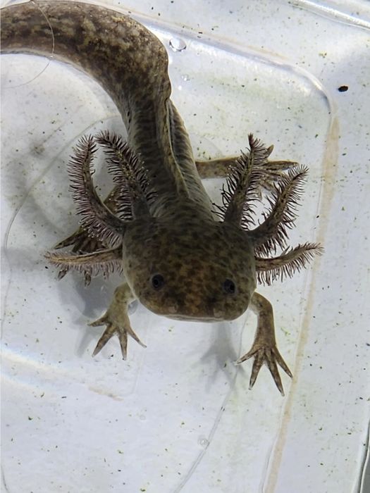 Axolotl negru/wildtype