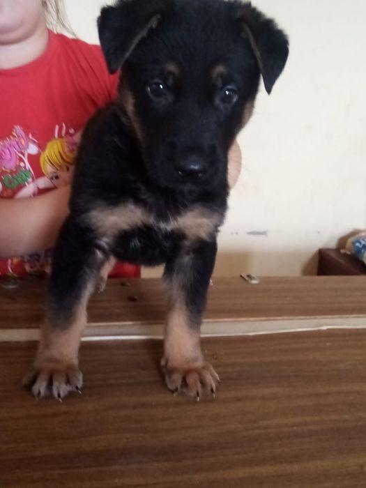 Немецкая овчарка