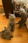 Pisoi British Shorthair – 2 băieței și o fetiță