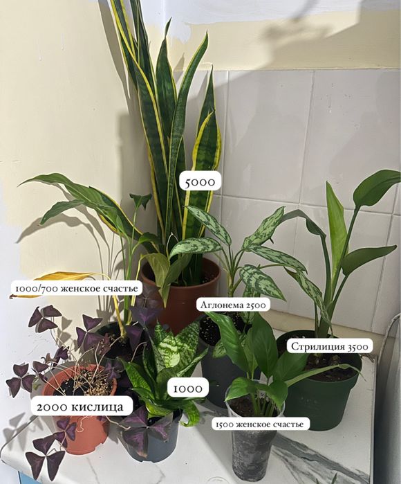 Комнатные цветы