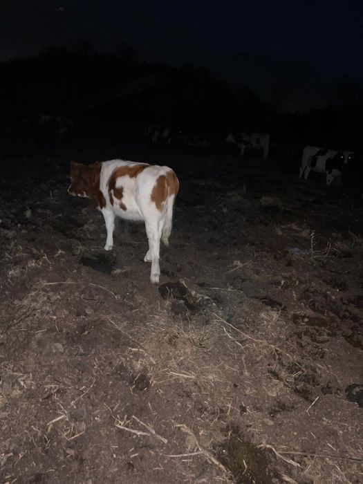 Vițică in varsta de 10 luni