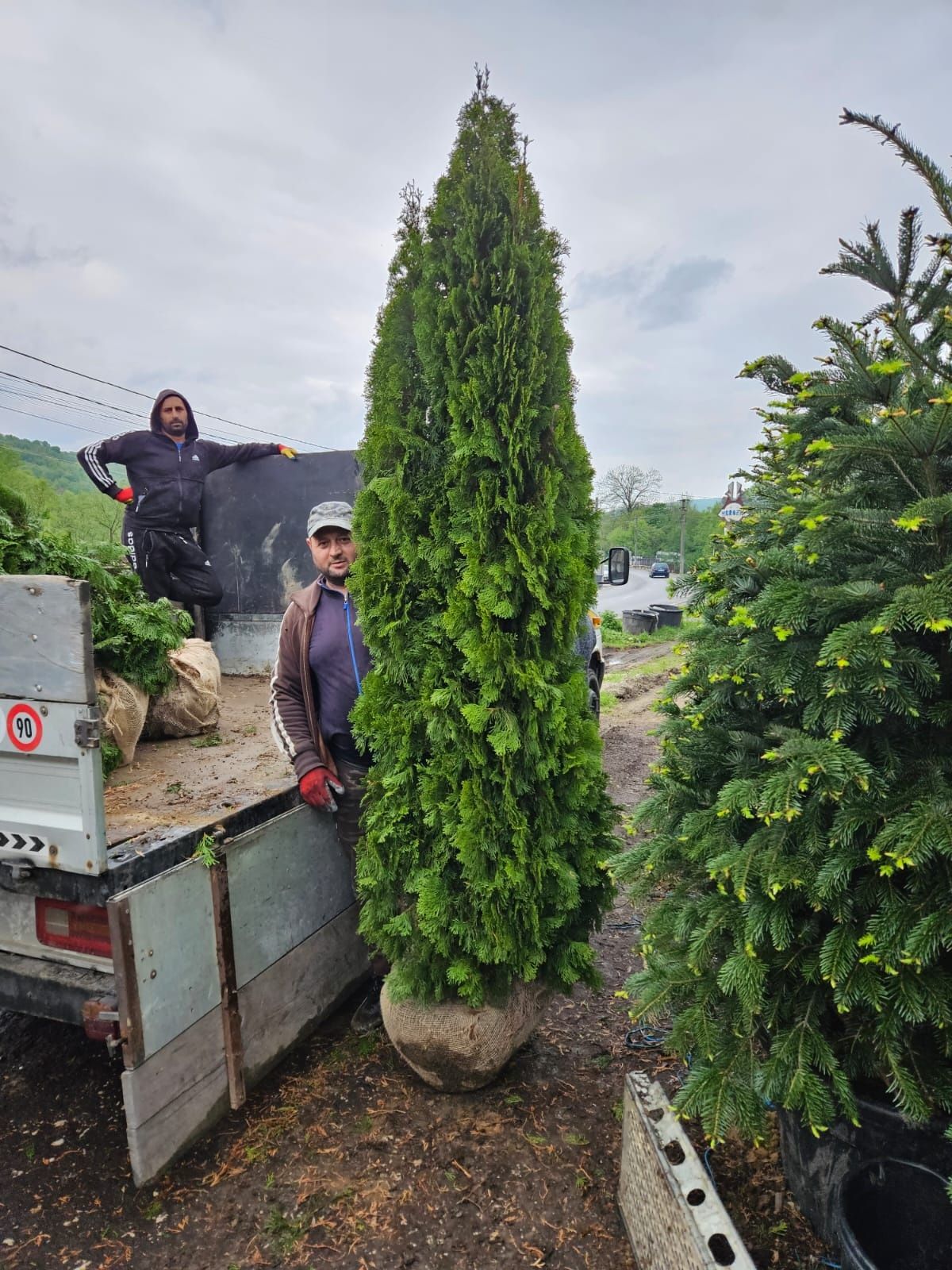 Tuia 3m, occidentalis smaragd,  leylandii verde, auriu