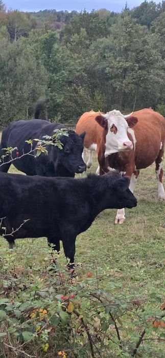 Vand vaca baltata si juninca baltata si taur angus