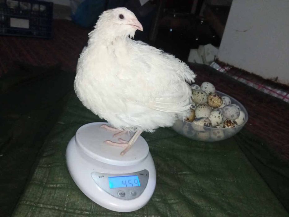 Bedana sotiladi  tabiiy
