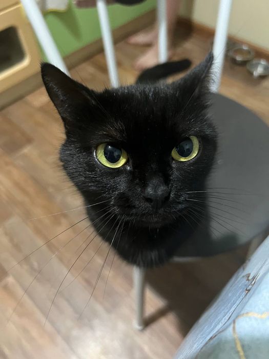 Отдам в добрые хорошие руки