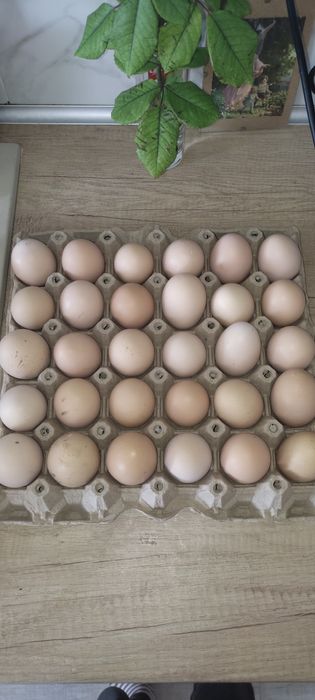 Домашни кокоши яйца