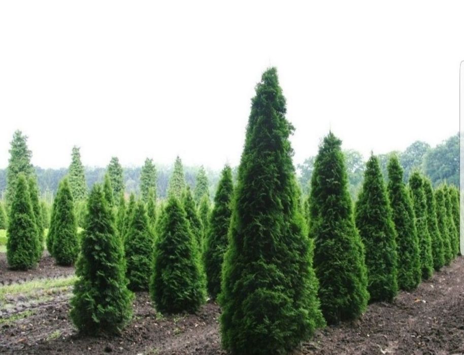 Tuia la ghiveci pentru terase sau balcon_ ofer transport/ etc