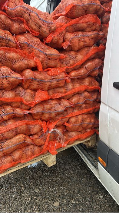 Cartof cosum sac 10 kg