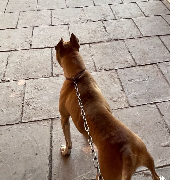 Pitbul srochniy sotiladi toza