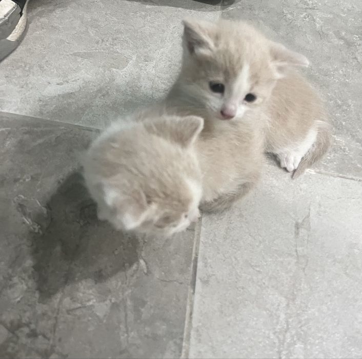 Отдам в хорошие руки