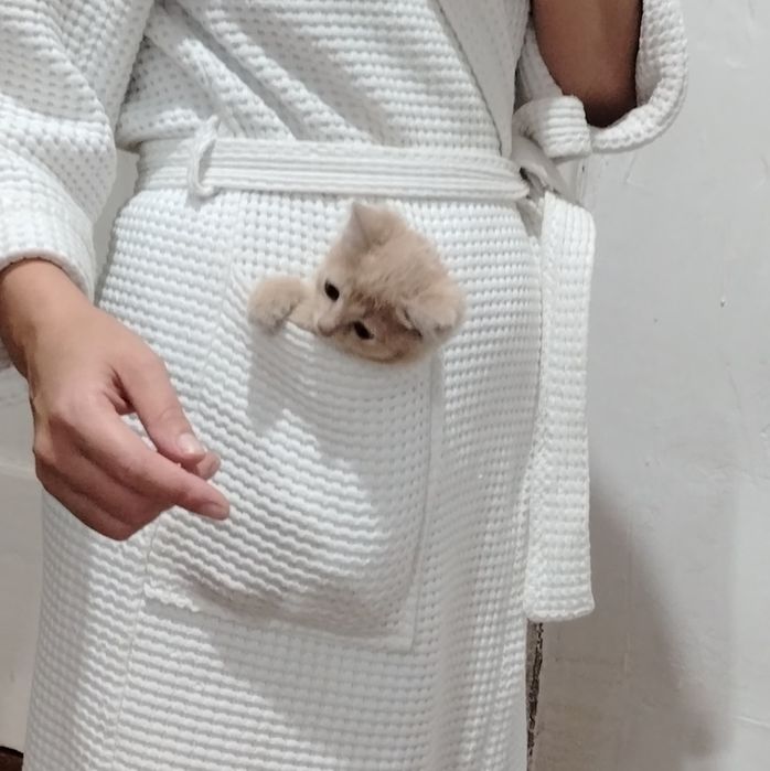 Отдам котят бесплатно