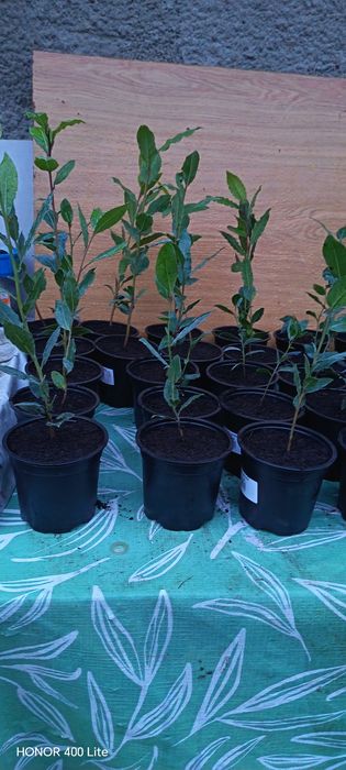 Puieți de dafin la ghiveci