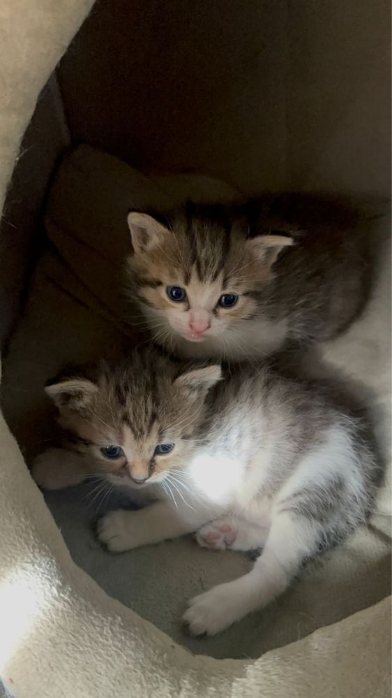 отдаем котят в хорошие руки
