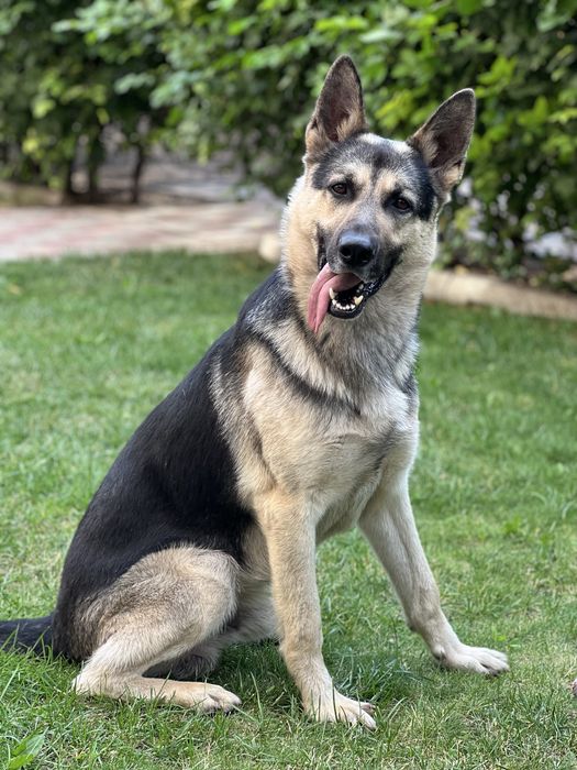 Кабель ВЕО на вязку восточно европейская овчарка