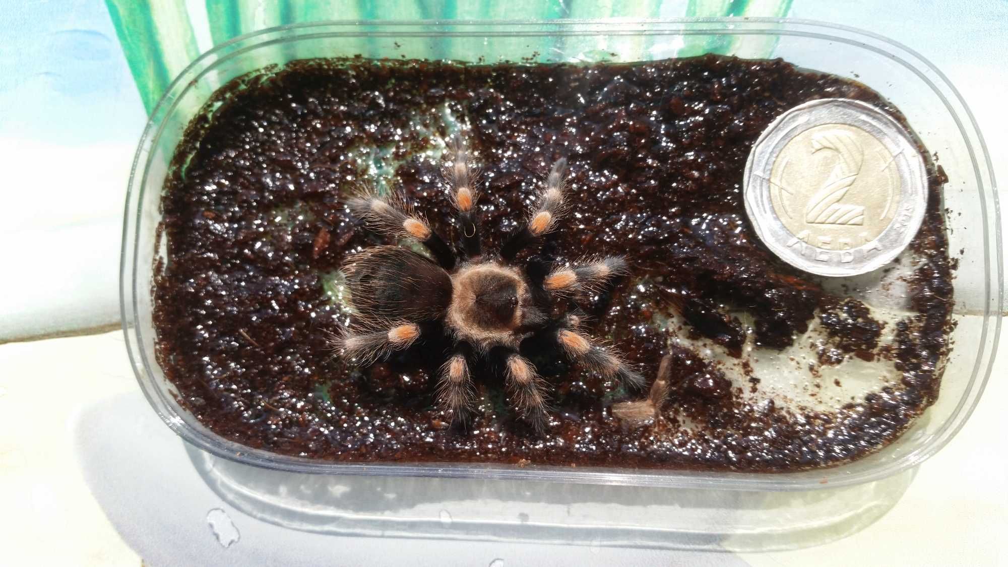 Тарантула Tarantula