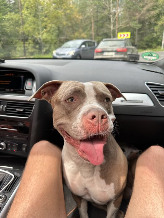 Amstaff Femela Adoptie