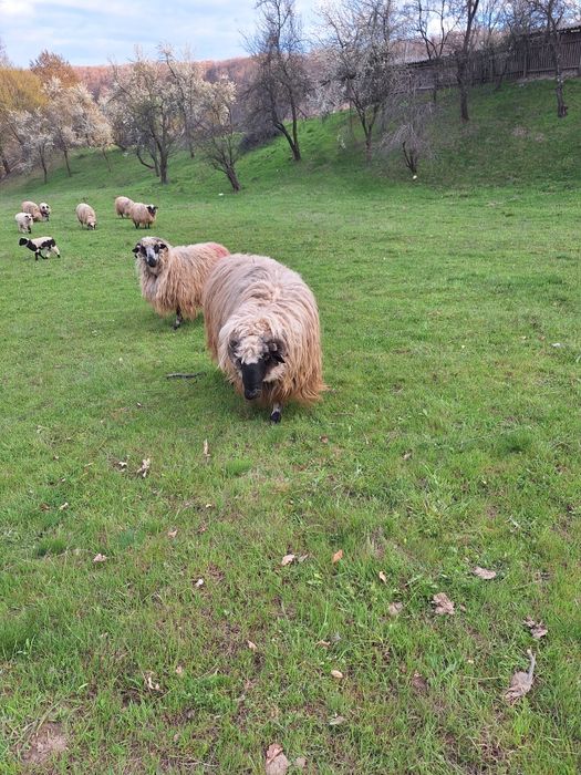 Vand berbec stramior