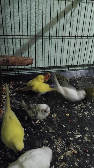 Vând sau schimb peruși