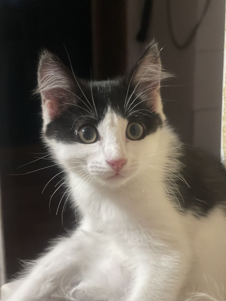 Котята ищут дом и заботливых хозяев