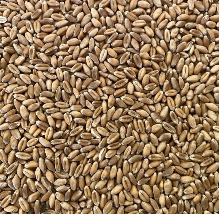 Vand grau si porumb recolta 2025