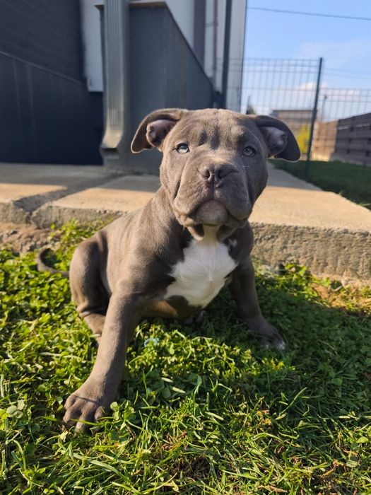 American bully standard