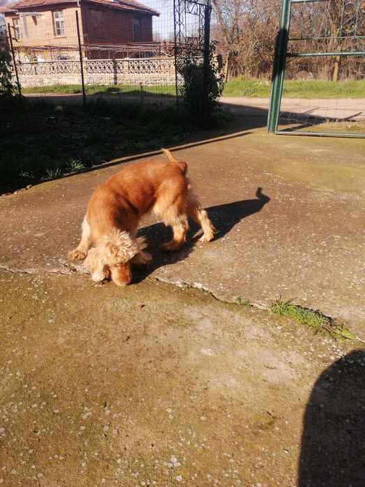 Женско Куче за трюфели