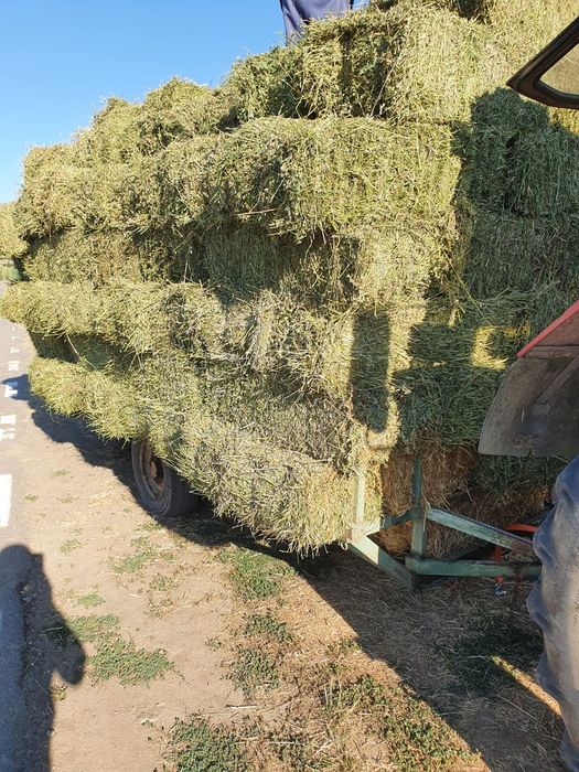 Baloți lucernă și fân