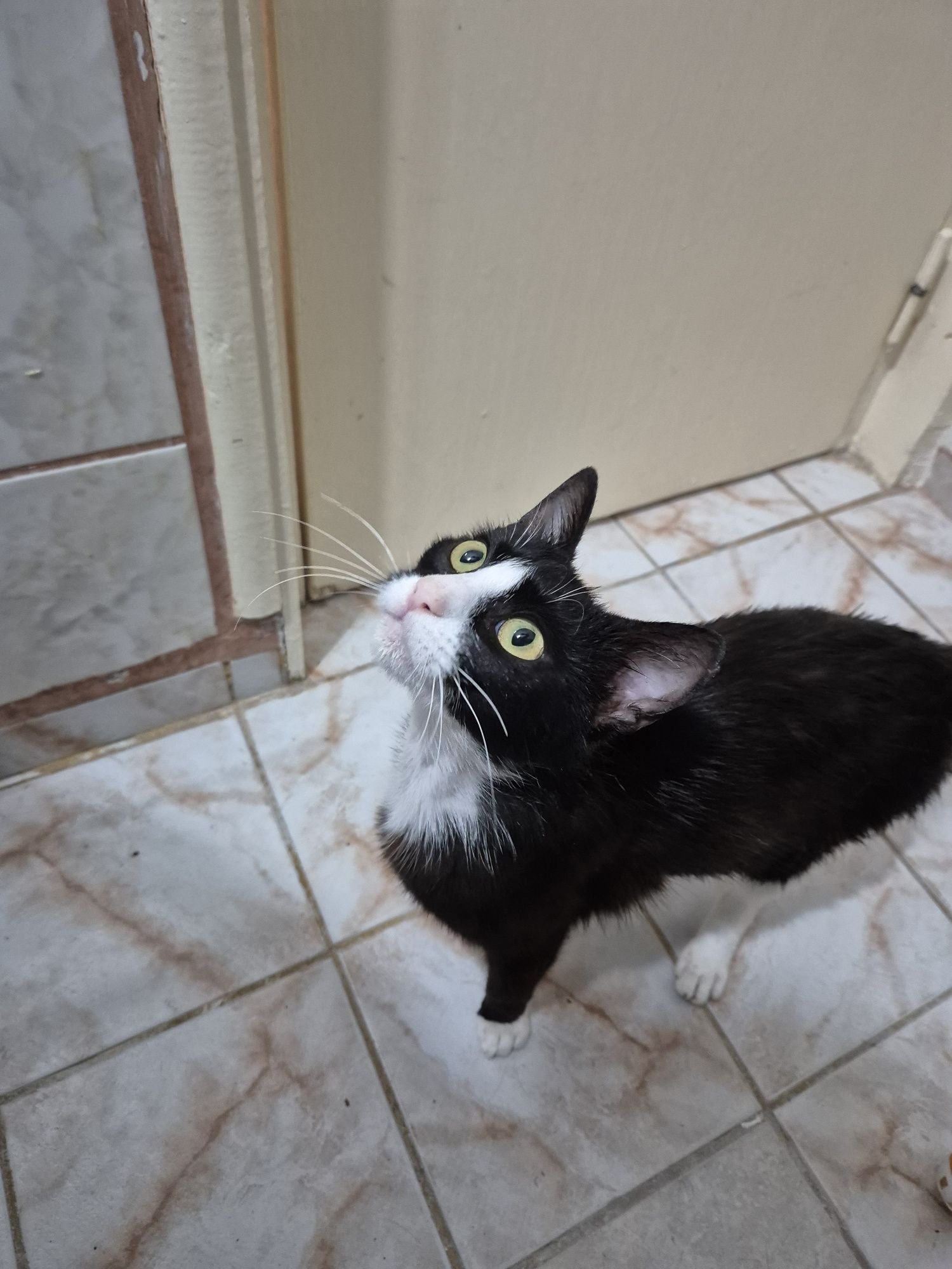 Feli pisica adoptie