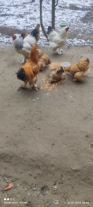 Brama tovuqlar sotiladi