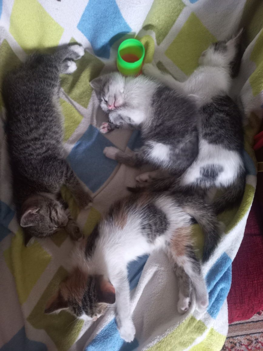 отдам котят в добрые руки