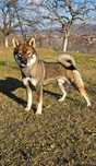 Băiat Shikoku cu Pedigree