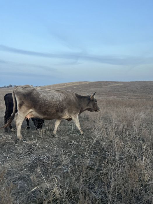 буаз сыйыр бұқа тайынша ұрғашы тайынша бузау сатылады