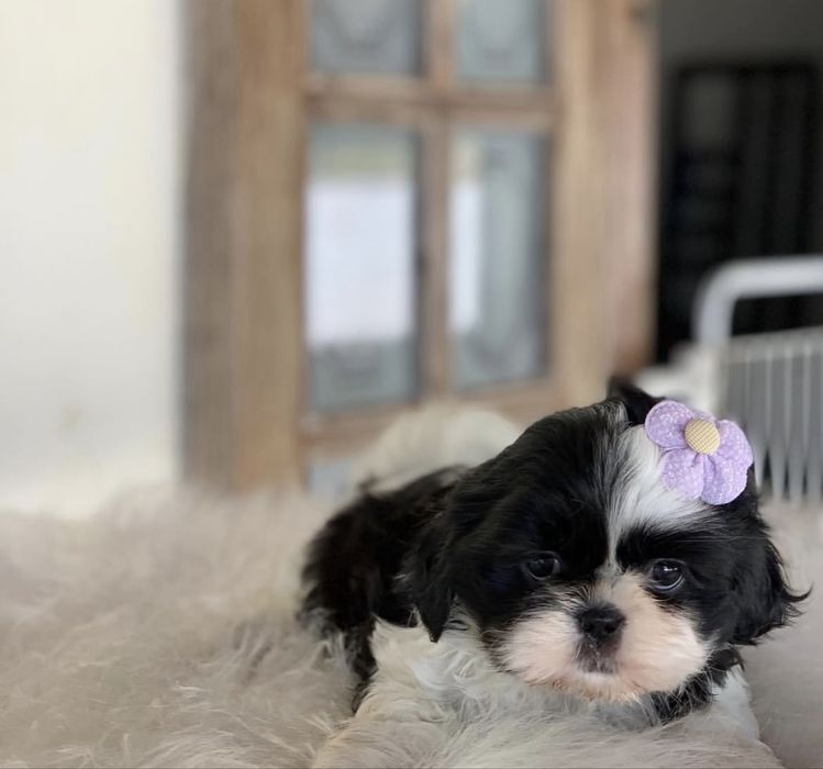 Shitzu sih-tzu superba