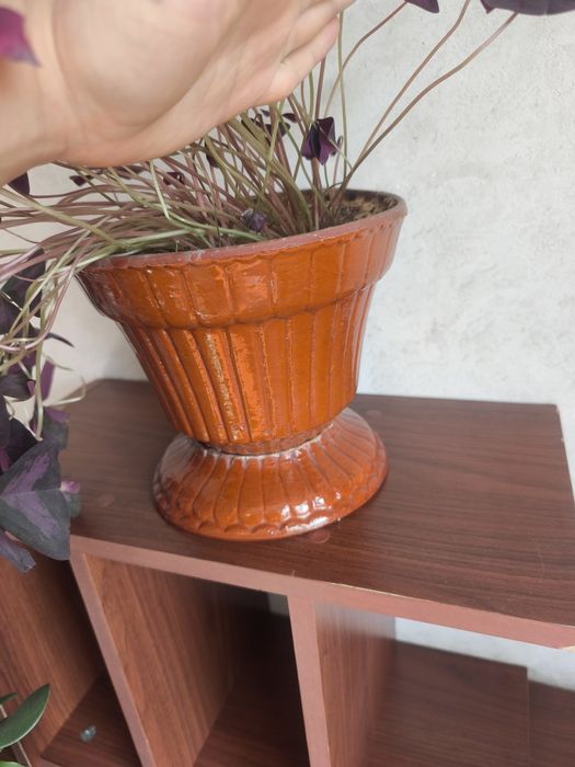 Цветок Кислица треугольная