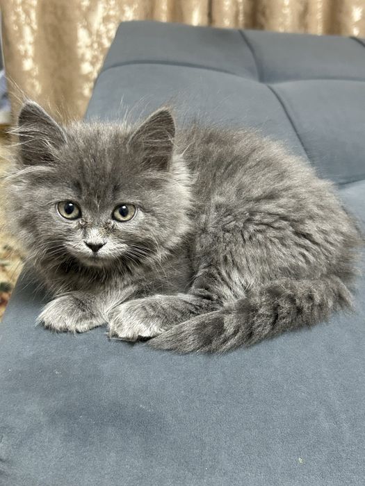 Продам британского длиношерстного котенка