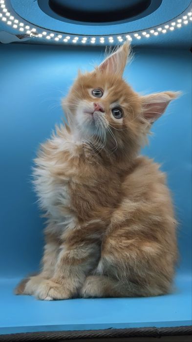 Продаются котята мейкун