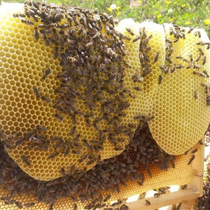 Пчелопакеты ,пчелы 2026