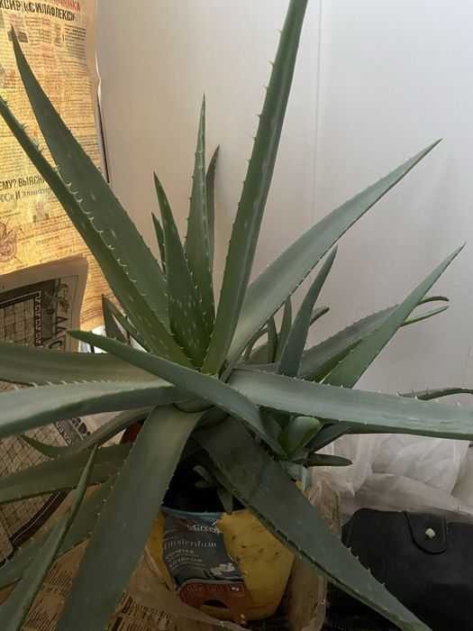 Алоэ вера (4 года)