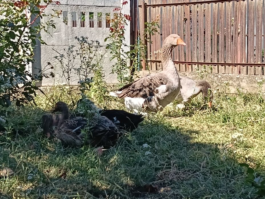 Gâște leșești pereche